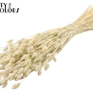 Gedroogde Gebleekte Phalaris | Kleur: Frosted Wit | Kanariegras Droogbloemen | Lengte ± 70 centimeter | Gewicht 220 gram | Per bos
