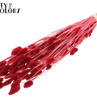 Gedroogde Gebleekte Phalaris | Kleur: Rood | Kanariegras Droogbloemen | Lengte ± 70 centimeter | Gewicht 220 gram | Per bos