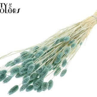Gedroogde Gebleekte Phalaris | Kleur: Lichtblauw | Kanariegras Droogbloemen | Lengte ± 70 centimeter | Gewicht 220 gram | Per bos
