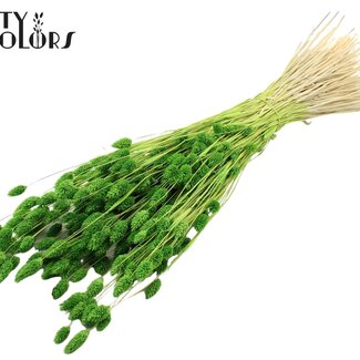 QC Gedroogde Gebleekte Phalaris | Kleur: Groen | Kanariegras Droogbloemen | Lengte ± 70 centimeter | Gewicht 220 gram | Per bos