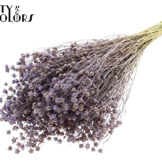 Gedroogd Lino Vlas | Kleur: Frosted Milkapaars | Linum Droogbloemen | Lengte ± 50 centimeter | Gewicht 150 gram | Per bos