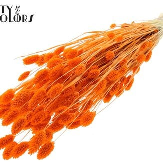 Gedroogde Gebleekte Phalaris | Kleur: Oranje | Kanariegras Droogbloemen | Lengte ± 70 centimeter | Gewicht 220 gram | Per bos