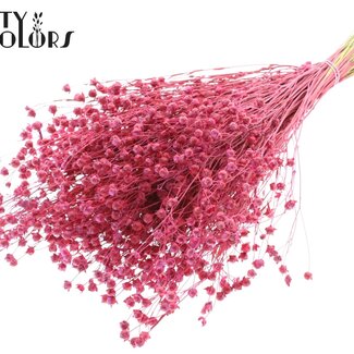 QC Gedroogd Lino Vlas | Kleur: Kerskleurig | Linum Droogbloemen | Lengte ± 50 centimeter | Gewicht 150 gram | Per bos