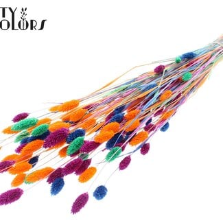 Gedroogde Gebleekte Phalaris "Bleached Neon Dusk" | Kleur: Gemengde Kleuren | Kanariegras Droogbloemen | Lengte ± 70 centimeter | Gewicht 220 gram | Per bos