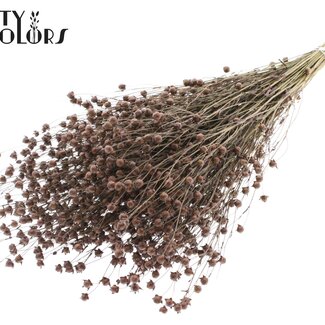 QC Gedroogd Lino Vlas | Kleur: Bruin | Linum Droogbloemen | Lengte ± 50 centimeter | Gewicht 150 gram | Per bos