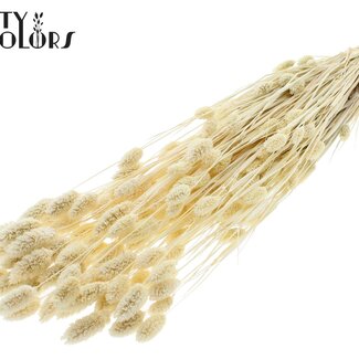 QC Gedroogde Gebleekte Phalaris | Kleur: Naturelle | Kanariegras Droogbloemen | Lengte ± 70 centimeter | Gewicht 220 gram | Per bos