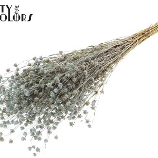 Gedroogd Lino Vlas | Kleur: Frosted Lichtblauw | Linum Droogbloemen | Lengte ± 50 centimeter | Gewicht 150 gram | Per bos