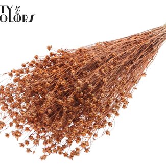 Gedroogd Lino Vlas | Kleur: Koperkleurig met Glitter | Linum Droogbloemen | Lengte ± 50 centimeter | Gewicht 150 gram | Per bos