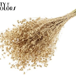 Gedroogd Lino Vlas | Kleur: Antiek Goudkleurig | Linum Droogbloemen | Lengte ± 50 centimeter | Gewicht 150 gram | Per bos