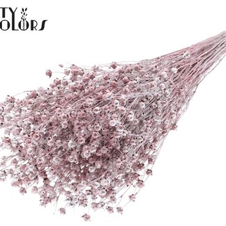 Gedroogd Lino Vlas | Kleur: Champagnekleurig met Glitter | Linum Droogbloemen | Lengte ± 50 centimeter | Gewicht 150 gram | Per bos