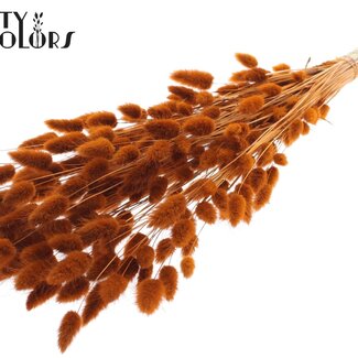 QC Dried Bunny Tails Premium | Colour: Terracotta | Lagurus Ovatus dried flowers | Length ± 70 centimetres | Weight 100 grams | Per bunch