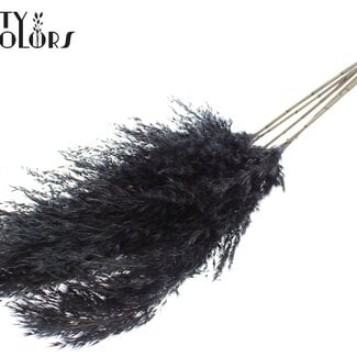 Gedroogde Pampas Pluimen | Kleur: Zwart | Pampas Droogbloemen | Lengte ± 100 centimeter | 5 pluimen per bos | Per bos