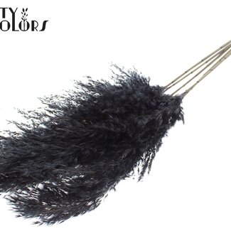 QC Getrocknete Pampasgraswedel | Farbe: Schwarz | Pampas Trockenblumen | Länge ± 100 Zentimeter | 5 Wedel pro Bund | Pro Bund