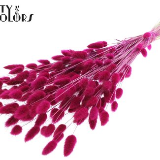 QC Dried Hare's Tail Grass Premium | Colour: Lilac | Lagurus Ovatus dried flowers | Length ± 70 centimetres | Weight 100 grams | Per bunch