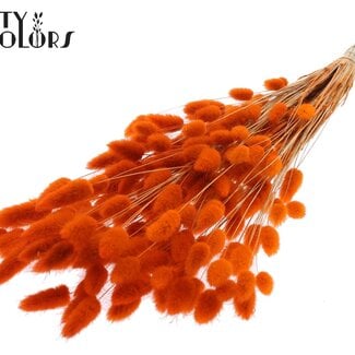 Gedroogde Hazenstaartjes Premium | Kleur: Oranje | Lagurus Ovatus droogbloemen | Lengte ± 70 centimeter | Gewicht 100 gram | Per bos