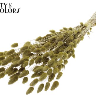 QC Getrocknete Hasenschwänzchen Premium | Farbe: Olivgrün | Lagurus Ovatus Trockenblumen | Länge ± 70 Zentimeter | Gewicht 100 Gramm | Pro Bund