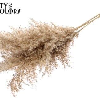 Gedroogde Pampas Pluimen | Kleur: Naturelle Bruin | Pampas Droogbloemen | Lengte ± 100 centimeter | 5 pluimen per bos | Per bos