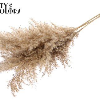 QC Gedroogde Pampas Pluimen | Kleur: Naturelle Bruin | Pampas Droogbloemen | Lengte ± 100 centimeter | 5 pluimen per bos | Per bos