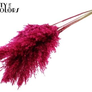 Gedroogde Pampas Pluimen | Kleur: Kerskleurig | Pampas Droogbloemen | Lengte ± 100 centimeter | 5 pluimen per bos | Per bos
