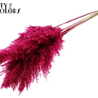 QC Gedroogde Pampas Pluimen | Kleur: Kerskleurig | Pampas Droogbloemen | Lengte ± 100 centimeter | 5 pluimen per bos | Per bos
