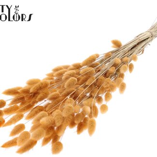Gedroogde Hazenstaartjes Premium | Kleur: Zalmkleurig | Lagurus Ovatus droogbloemen | Lengte ± 70 centimeter | Gewicht 100 gram | Per bos