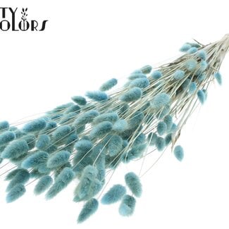 Gedroogde Hazenstaartjes Premium | Kleur: Lichtblauw | Lagurus Ovatus droogbloemen | Lengte ± 70 centimeter | Gewicht 100 gram | Per bos