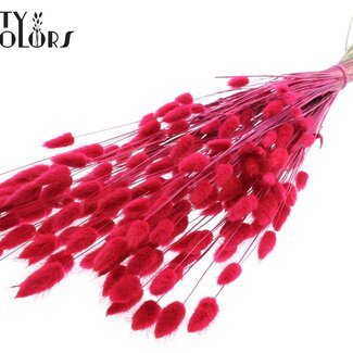 QC Gedroogde Hazenstaartjes Premium | Kleur: Kerskleurig | Lagurus Ovatus droogbloemen | Lengte ± 70 centimeter | Gewicht 100 gram | Per bos