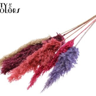 Gedroogde Pampas Pluimen “Kleurrijk 9” | Kleur: Gemengde Kleuren | Pampas Droogbloemen | Lengte ± 100 centimeter | 5 pluimen per bos | Per bos