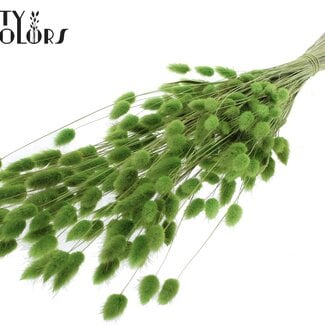 Gedroogde Hazenstaartjes Premium | Kleur: Lichtgroen | Lagurus Ovatus droogbloemen | Lengte ± 70 centimeter | Gewicht 100 gram | Per bos