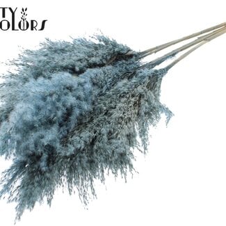Gedroogde Pampas Pluimen | Kleur: Frosted Lichtblauw | Pampas Droogbloemen | Lengte ± 100 centimeter | 5 pluimen per bos | Per bos