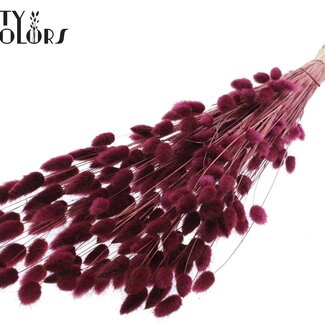 QC Gedroogde Hazenstaartjes Premium | Kleur: Bordeauxrood | Lagurus Ovatus droogbloemen | Lengte ± 70 centimeter | Gewicht 100 gram | Per bos