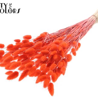 Gedroogde Hazenstaartjes Premium | Kleur: Koraalkleurig | Lagurus Ovatus droogbloemen | Lengte ± 70 centimeter | Gewicht 100 gram | Per bos