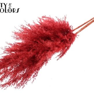 Gedroogde Pampas Pluimen | Kleur: Rood | Pampas Droogbloemen | Lengte ± 100 centimeter | 5 pluimen per bos | Per bos
