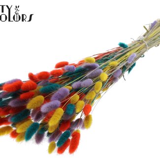 QC Getrocknete Hasenschwänzchen Premium | Bunt 5 | Farbe: Gemischte Farben | Lagurus Ovatus Trockenblumen | Länge ± 70 Zentimeter | Gewicht 100 Gramm | Pro Bund