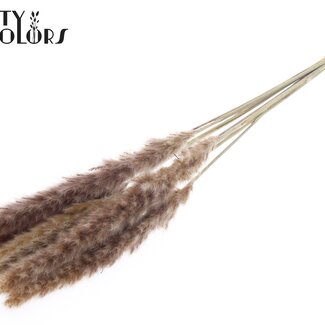 Gedroogde Fluffy Pampas Pluimen | Kleur: Natuurlijk Bruin | Lengte ± 80 centimeter | 10 pluimen per bos | Per bos
