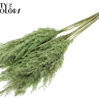QC Gedroogde Pampas Pluimen | Kleur: Lichtgroen | Pampas Droogbloemen | Lengte ± 70 centimeter | 10 pluimen per bos | Per bos