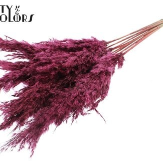 Gedroogde Pampas Pluimen | Kleur: Bordeauxrood | Pampas Droogbloemen | Lengte ± 70 centimeter | 10 pluimen per bos | Per bos