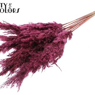 QC Gedroogde Pampas Pluimen | Kleur: Bordeauxrood | Pampas Droogbloemen | Lengte ± 70 centimeter | 10 pluimen per bos | Per bos