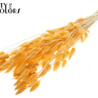 Gedroogde Gebleekte Hazenstaartjes Premium | Kleur: Zalmkleurig | Lagurus Ovatus droogbloemen | Lengte ± 70 centimeter | Gewicht 100 gram | Per bos