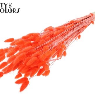 Gedroogde Gebleekte Hazenstaartjes Premium | Kleur: Koraalkleurig | Lagurus Ovatus droogbloemen | Lengte ± 70 centimeter | Gewicht 100 gram | Per bos