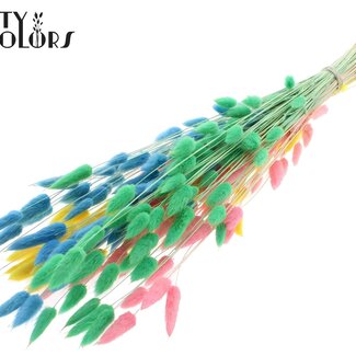 QC Gedroogde Gebleekte Hazenstaartjes Premium | Pastel Fluor | Kleur: Gemengde Kleuren | Lagurus Ovatus droogbloemen | Lengte ± 70 centimeter | Gewicht 100 gram | Per bos