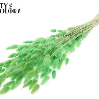 Gedroogde Gebleekte Hazenstaartjes Premium | Kleur: Mintgroen | Lagurus Ovatus droogbloemen | Lengte ± 70 centimeter | Gewicht 100 gram | Per bos