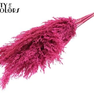 Gedroogde Pampas Pluimen | Kleur: Frosted Kerskleurig | Pampas Droogbloemen | Lengte ± 70 centimeter | 10 pluimen per bos | Per bos