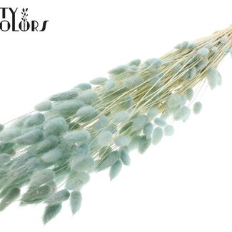 QC Gedroogde Gebleekte Hazenstaartjes Premium | Kleur: Lichtblauw | Lagurus Ovatus droogbloemen | Lengte ± 70 centimeter | Gewicht 100 gram | Per bos