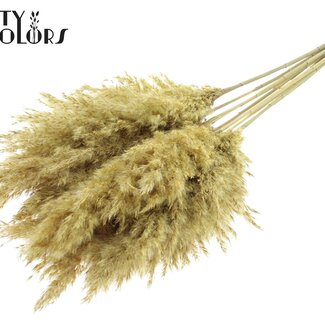 QC Gedroogde Pampas Pluimen | Kleur: Frosted Geel | Pampas Droogbloemen | Lengte ± 70 centimeter | 10 pluimen per bos | Per bos