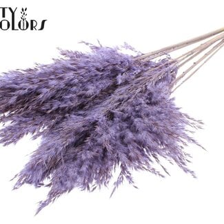 Gedroogde Pampas Pluimen | Kleur: Frosted Milkapaars | Pampas Droogbloemen | Lengte ± 70 centimeter | 10 pluimen per bos | Per bos