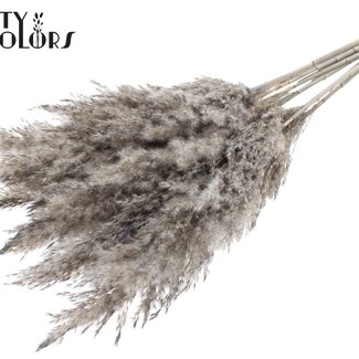 QC Gedroogde Pampas Pluimen | Kleur: Frosted Grijs | Pampas Droogbloemen | Lengte ± 70 centimeter | 10 pluimen per bos | Per bos