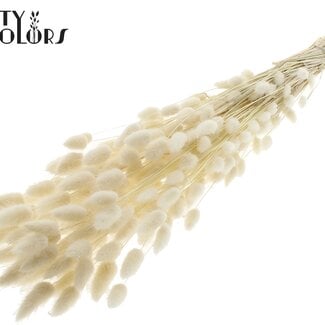 Gedroogde Gebleekte Hazenstaartjes Premium | Kleur: Wit | Lagurus Ovatus droogbloemen | Lengte ± 70 centimeter | Gewicht 100 gram | Per bos