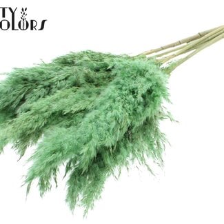 Gedroogde Pampas Pluimen | Kleur: Frosted Mintgroen | Pampas Droogbloemen | Lengte ± 70 centimeter | 10 pluimen per bos | Per bos