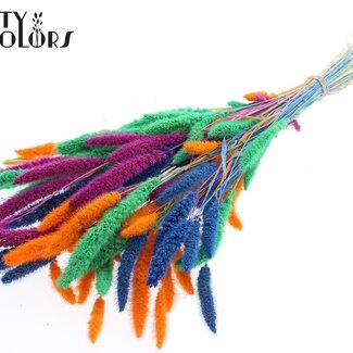 QC Gedroogde Gebleekte Setaria “Neon Dusk” | Kleur: Gemengde Kleuren | Setarea Droogbloemen | Lengte ± 70 centimeter | Gewicht 210 gram | Per bos